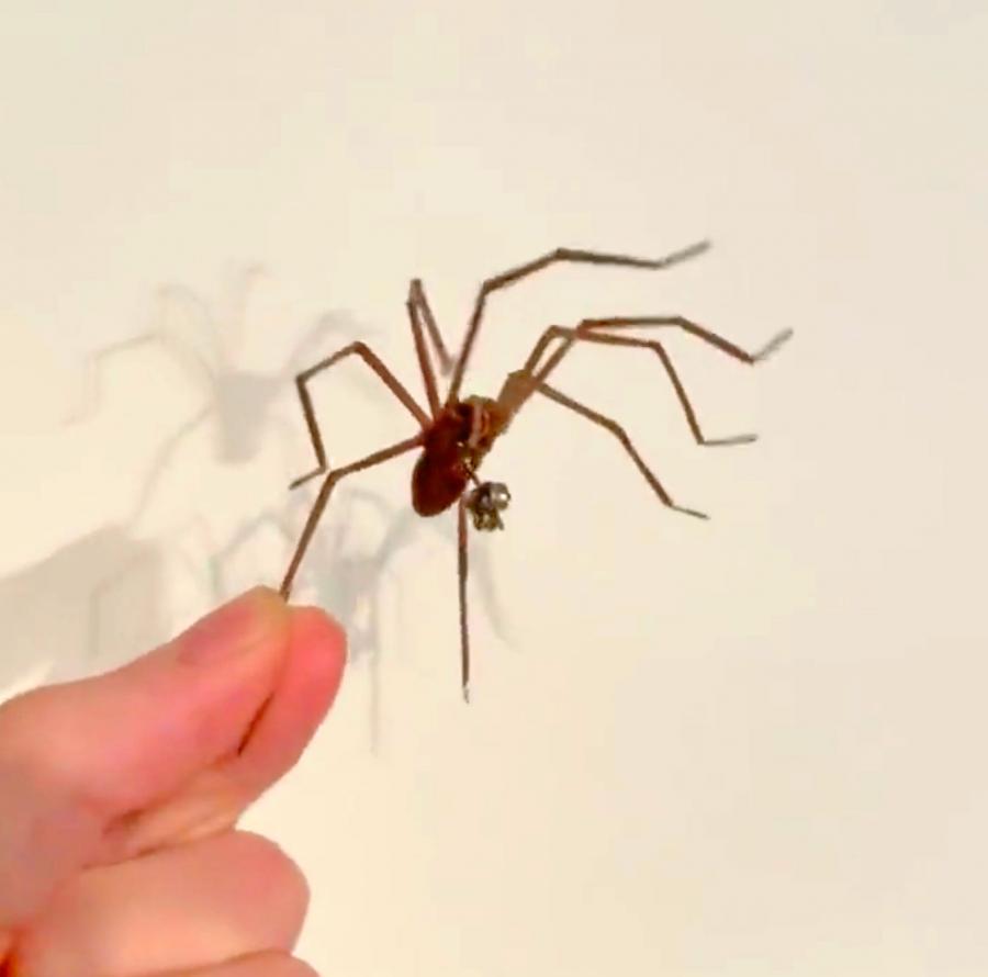 Giant Spider Earrings