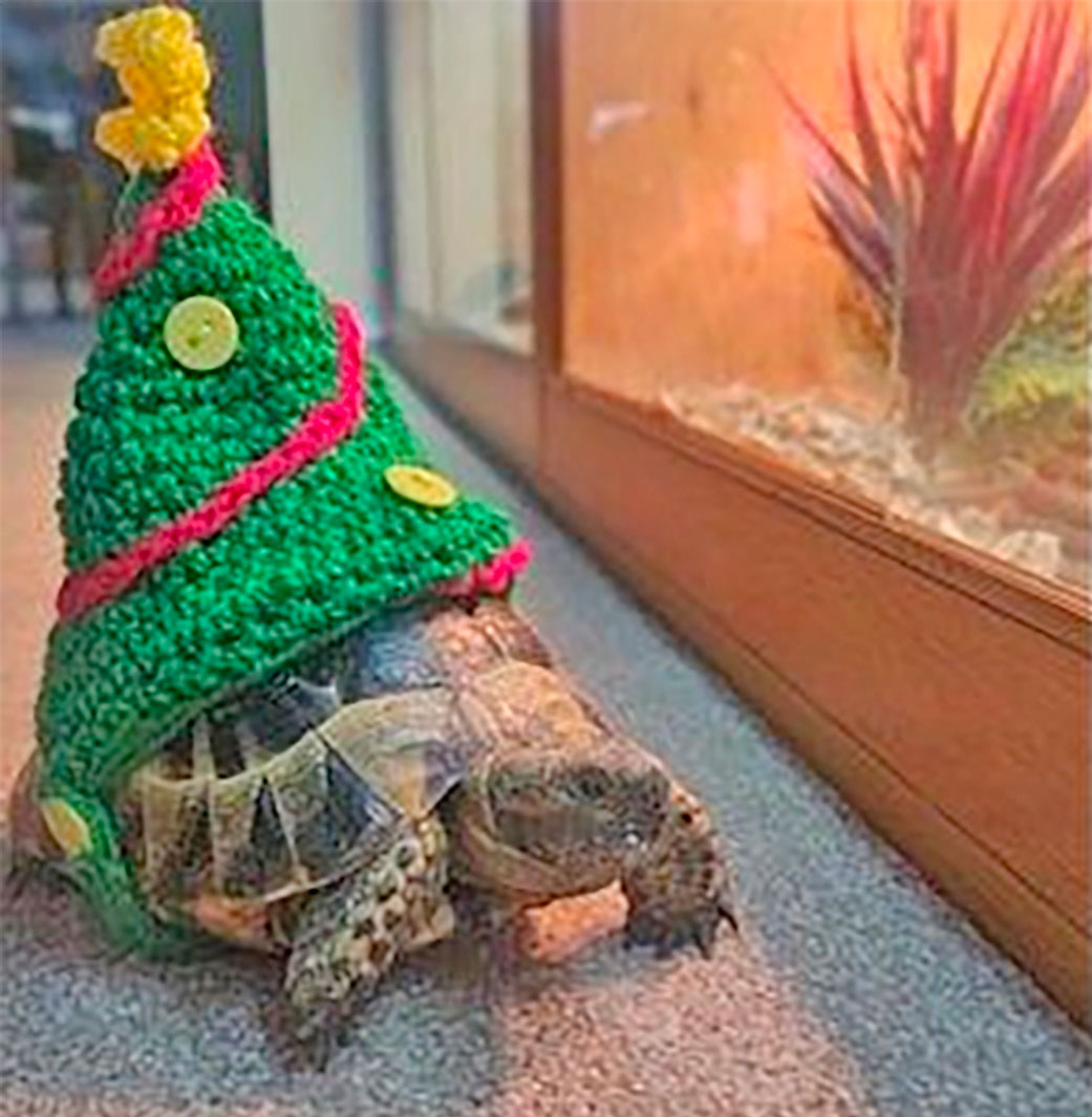 Crochet Christmas Tree Turtle Costume tortoise Sweater