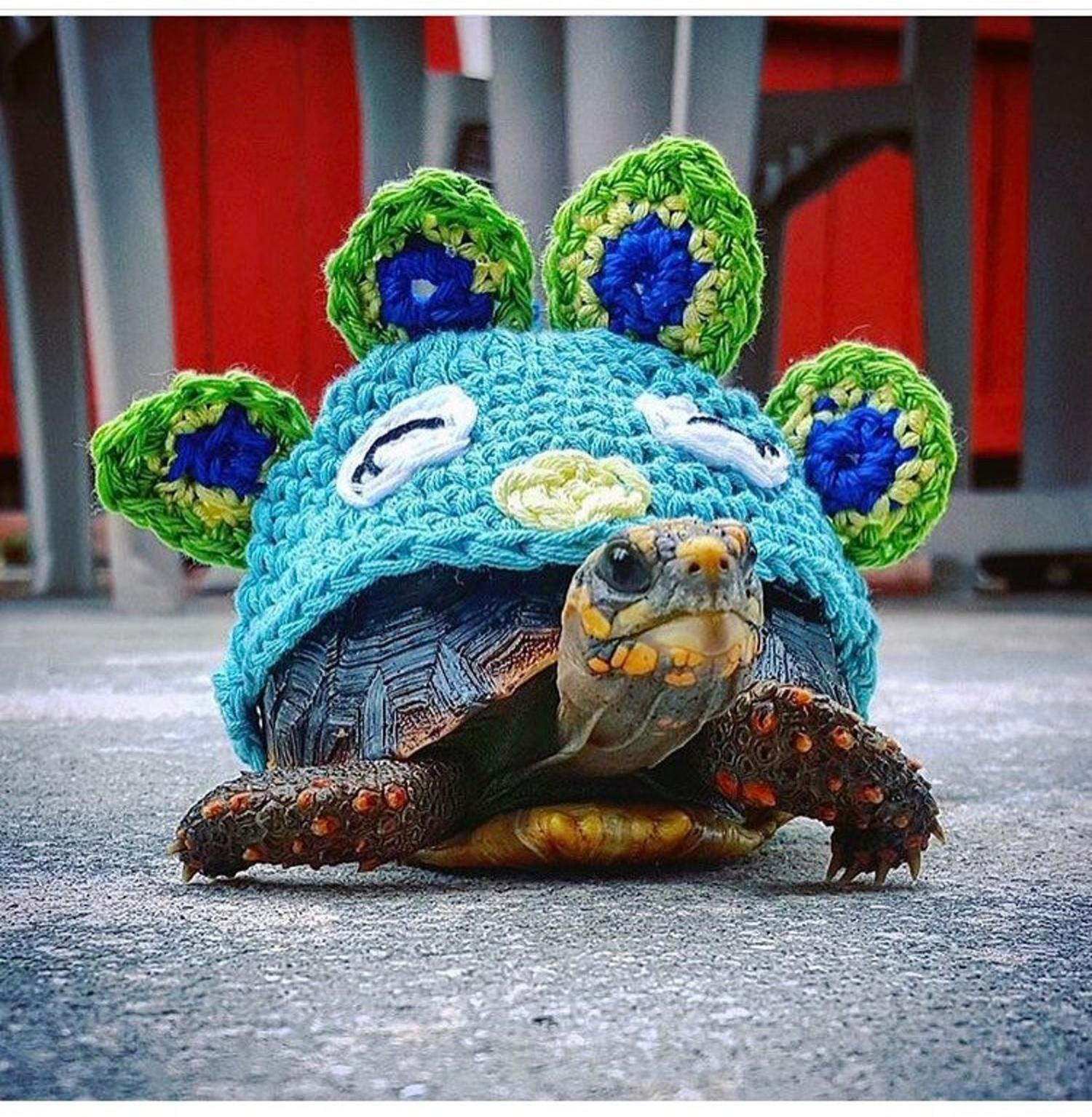Crochet Turtle Sweater - Peacock tortoise cozy