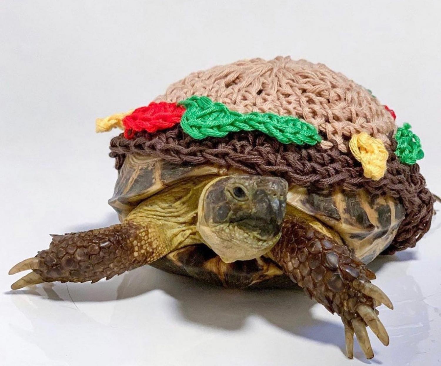 Crochet Turtle Sweater - Cheeseburger tortoise cozy