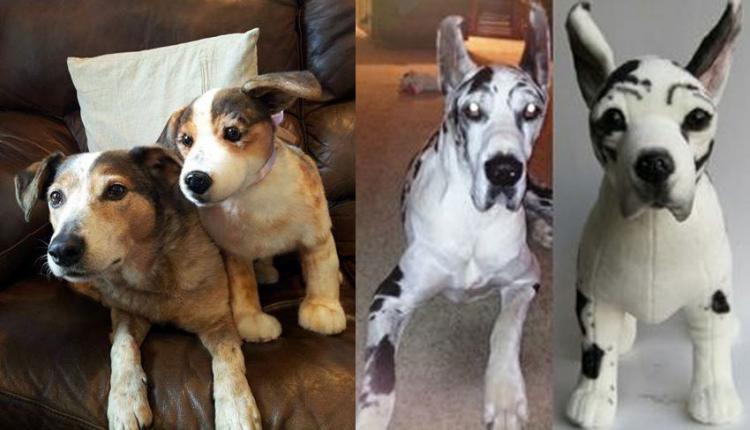 Cuddle Clones Make Your Dog Into A Stuffed Animal