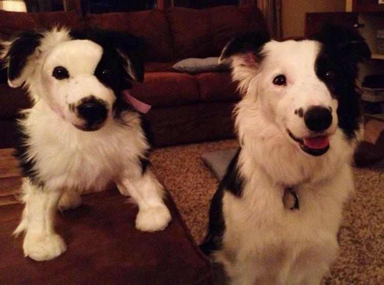 Cuddle Clones Make Your Dog Into A Stuffed Animal
