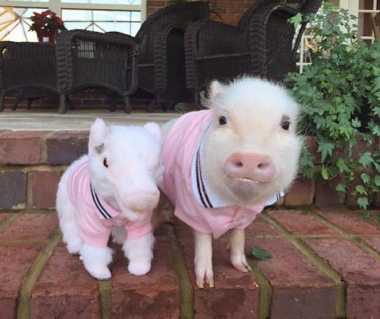 Cuddle Clones Make Your Dog Into A Stuffed Animal