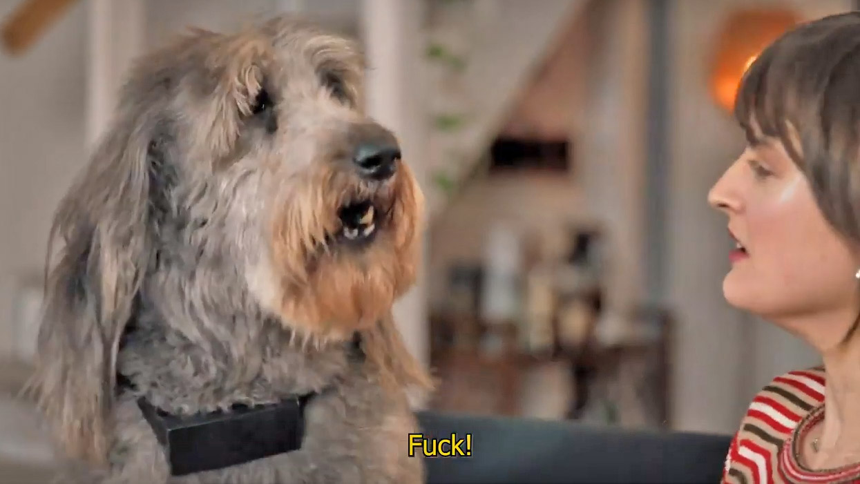 CussCollar - Cursing Dog Collar That Swears When Your Dog Barks