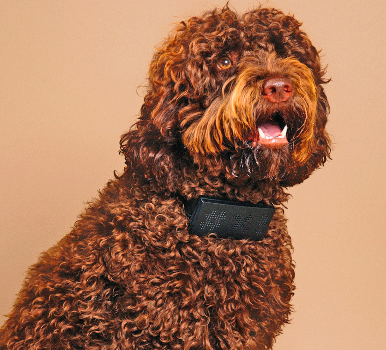 CussCollar - Cursing Dog Collar That Swears When Your Dog Barks