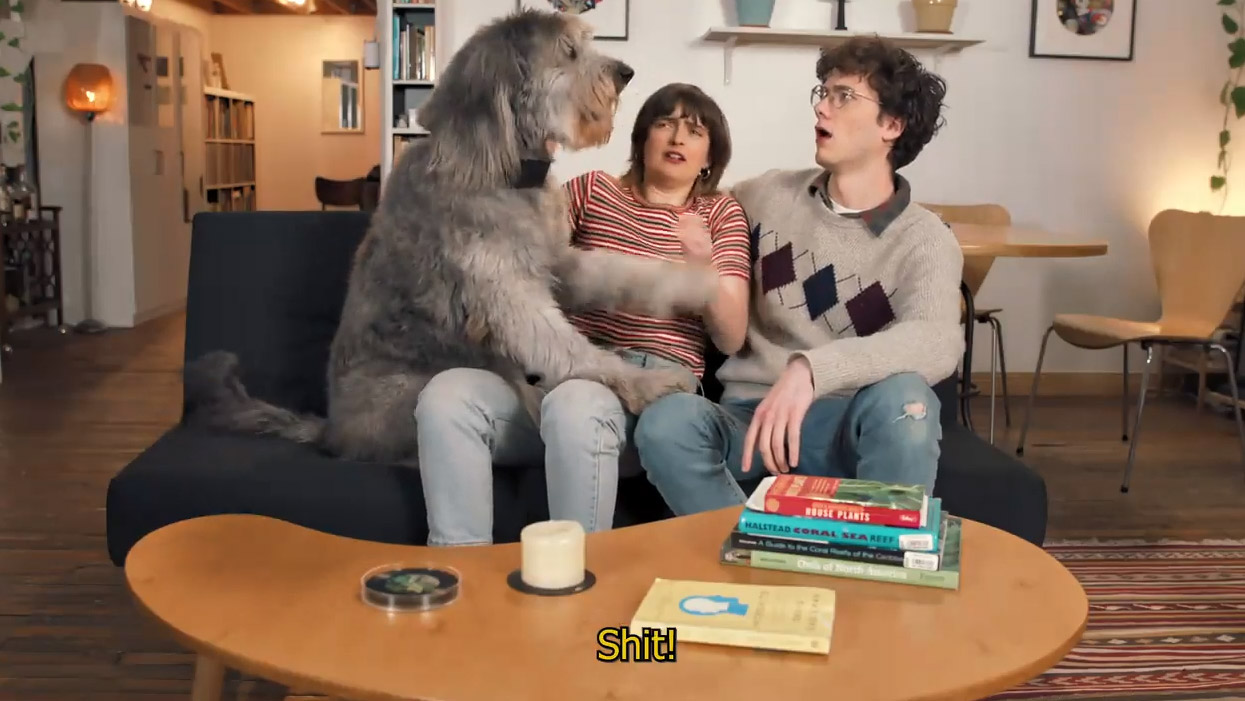 CussCollar - Cursing Dog Collar That Swears When Your Dog Barks