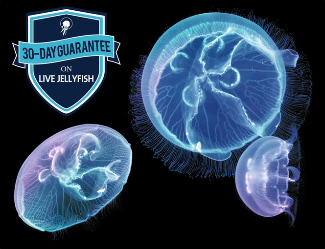 Cylinder Shaped Jellyfish Aquarium