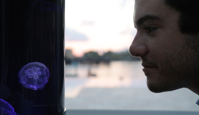 Cylinder Shaped Jellyfish Aquarium