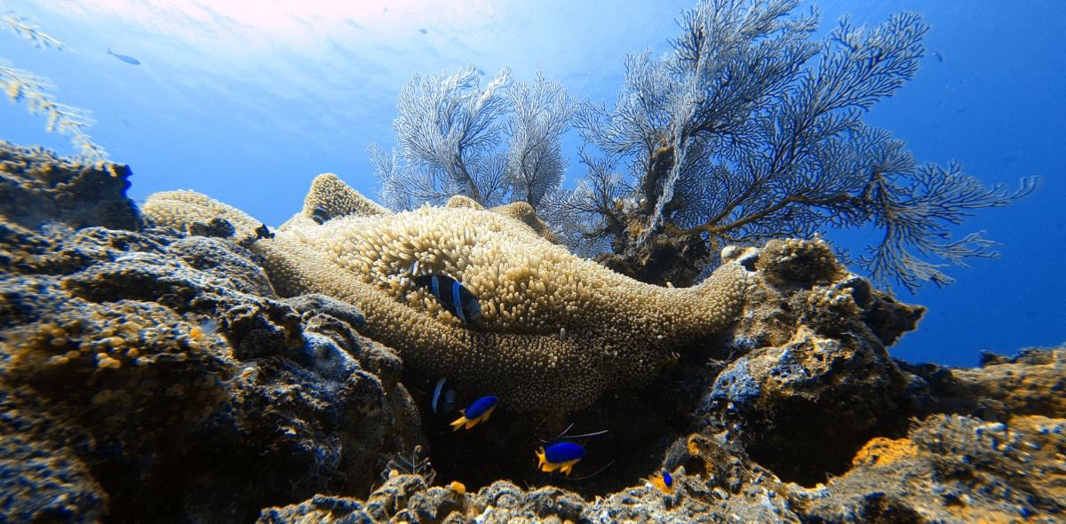 Diveroid all-in-one scuba diving computer, sensor, logbook, and underwater camera