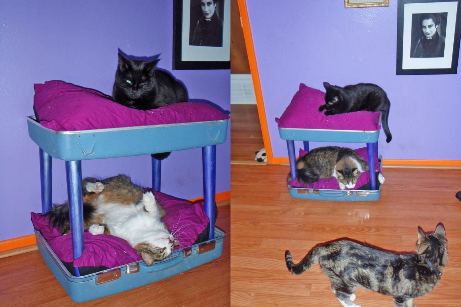 Vintage suitcase cat bunk bed - DIY luggage cat bunk bed