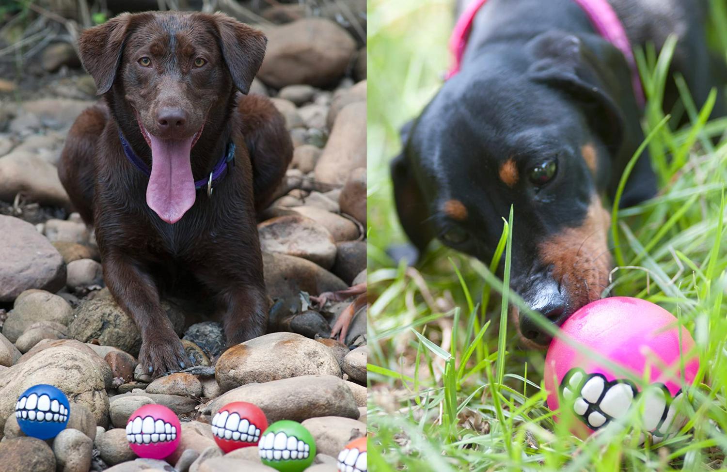 Funny dog ball teeth - Dog Ball Gives Your Dog Human Teeth