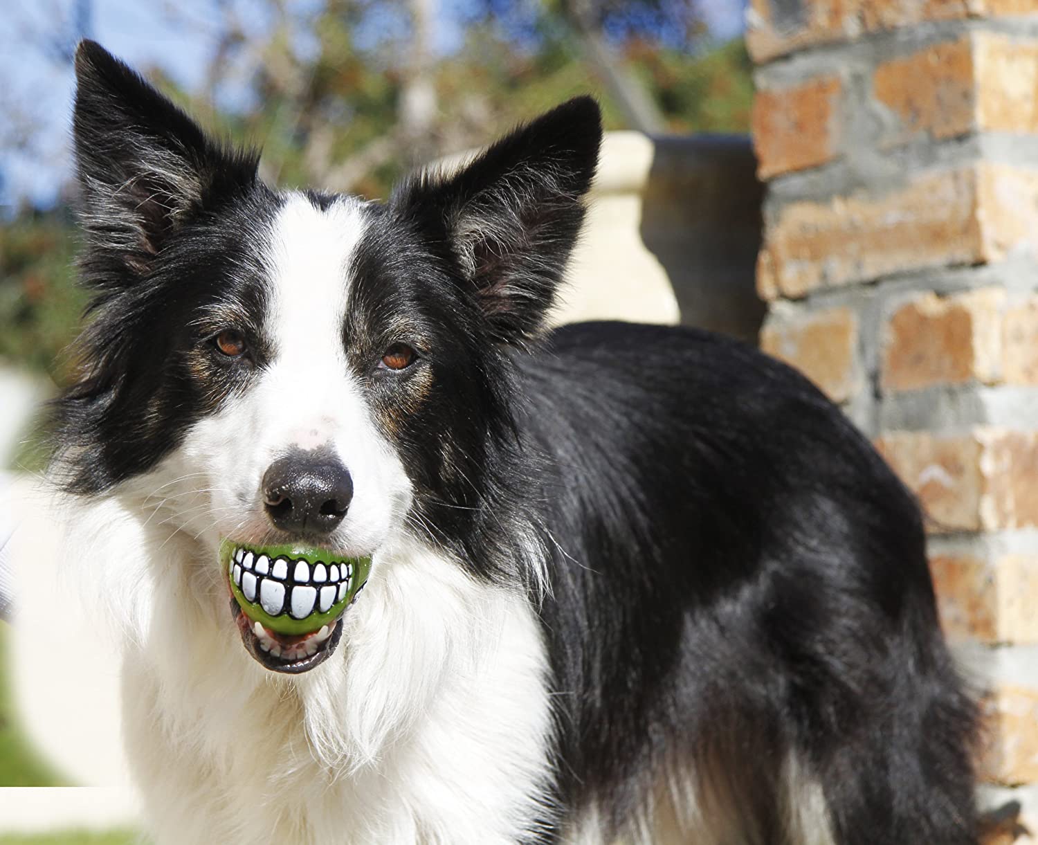 Funny dog ball teeth - Dog Ball Gives Your Dog Human Teeth
