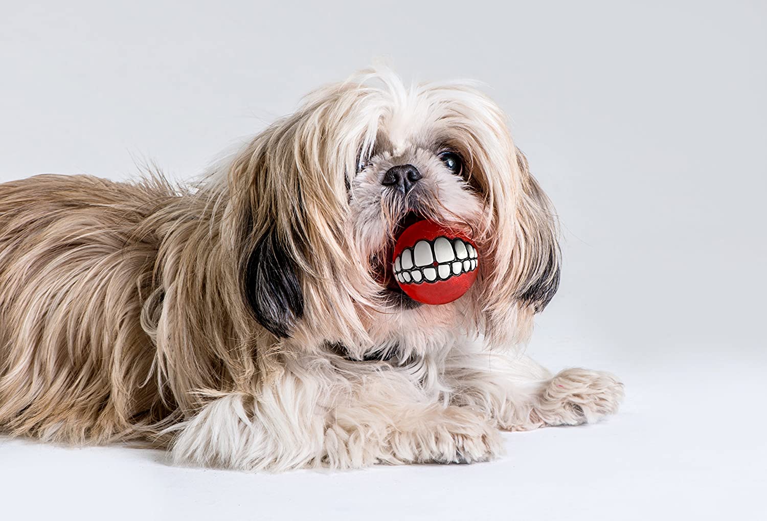 Funny dog ball teeth - Dog Ball Gives Your Dog Human Teeth