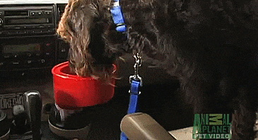 To Go Bowl - Travel Car Water Bowl For Dogs - Fits Into Cars Cupholder