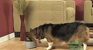 To Go Bowl - Travel Car Water Bowl For Dogs - Fits Into Cars Cupholder