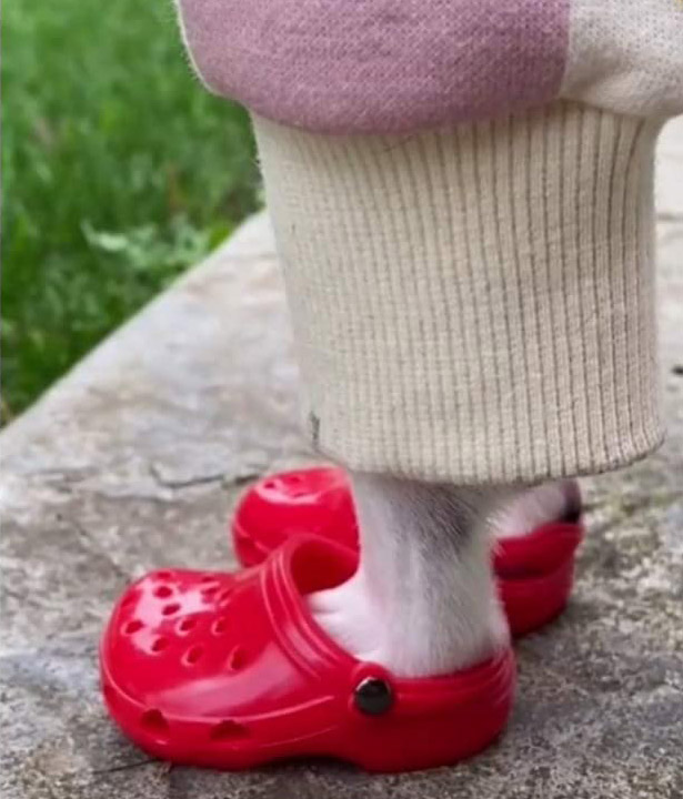 Dog Crocs - Croc shoes made for dogs