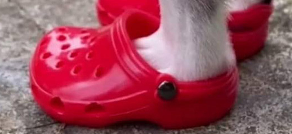 Dog Crocs - Croc shoes made for dogs