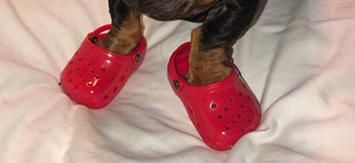 Dog Crocs - Croc shoes made for dogs