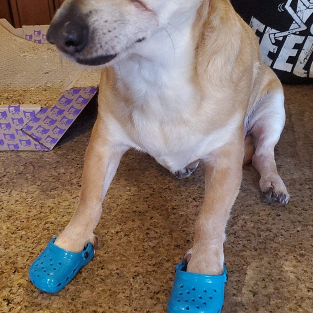 Dog Crocs - Croc shoes made for dogs