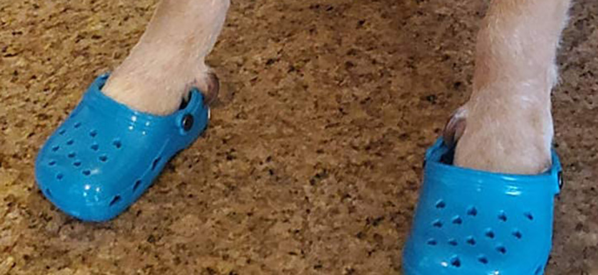 Dog Crocs - Croc shoes made for dogs