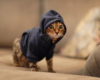 Hooded sweatshirt for dog or cat
