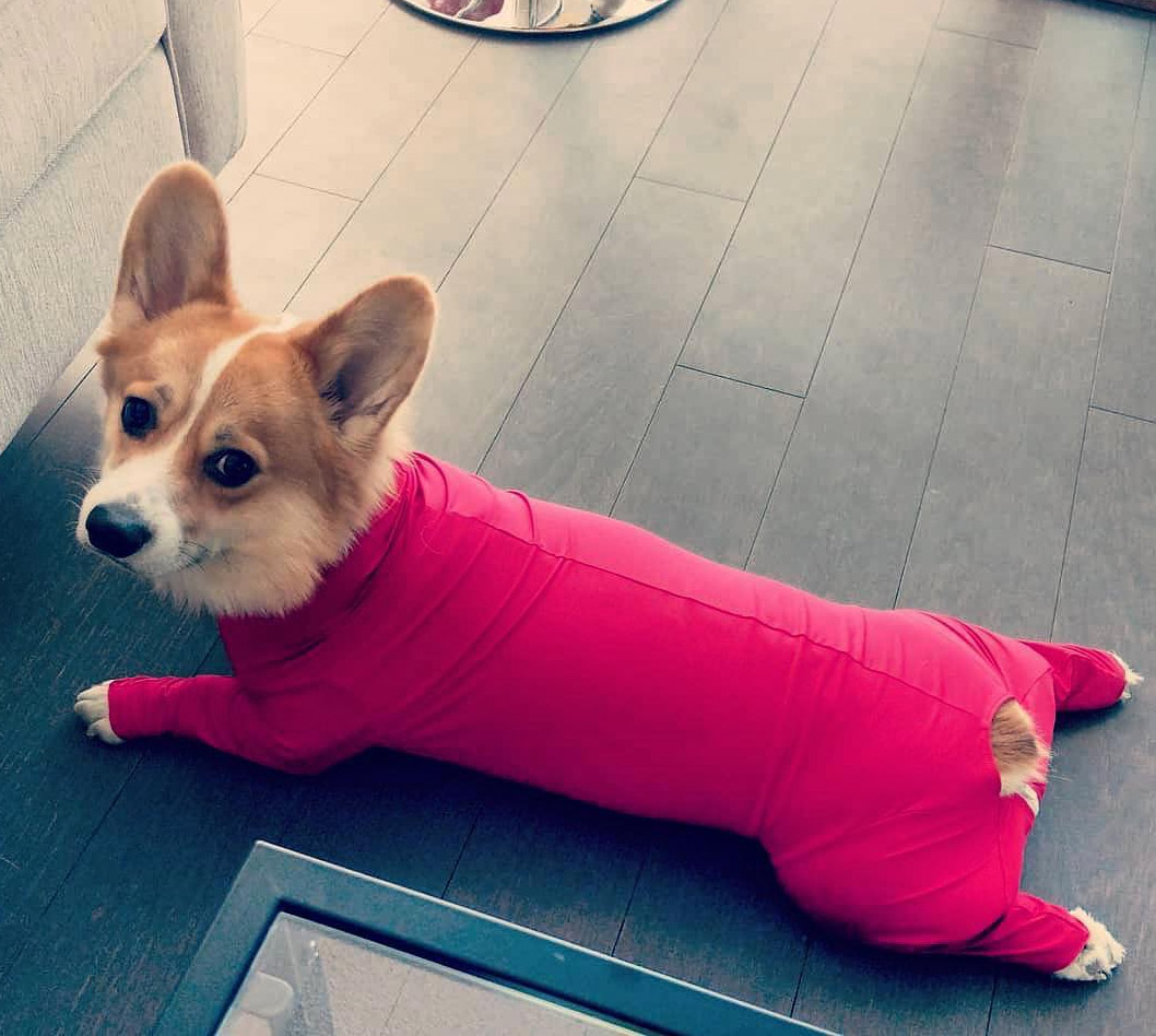 Shed Defender Dog Onesie prevents dogs from shedding all over your house - Dog onesie dog cone alternative