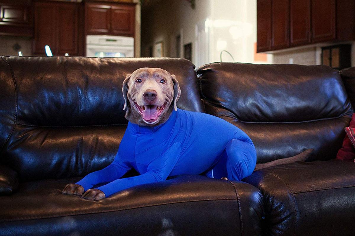 Shed Defender Dog Onesie prevents dogs from shedding all over your house - Dog onesie dog cone alternative