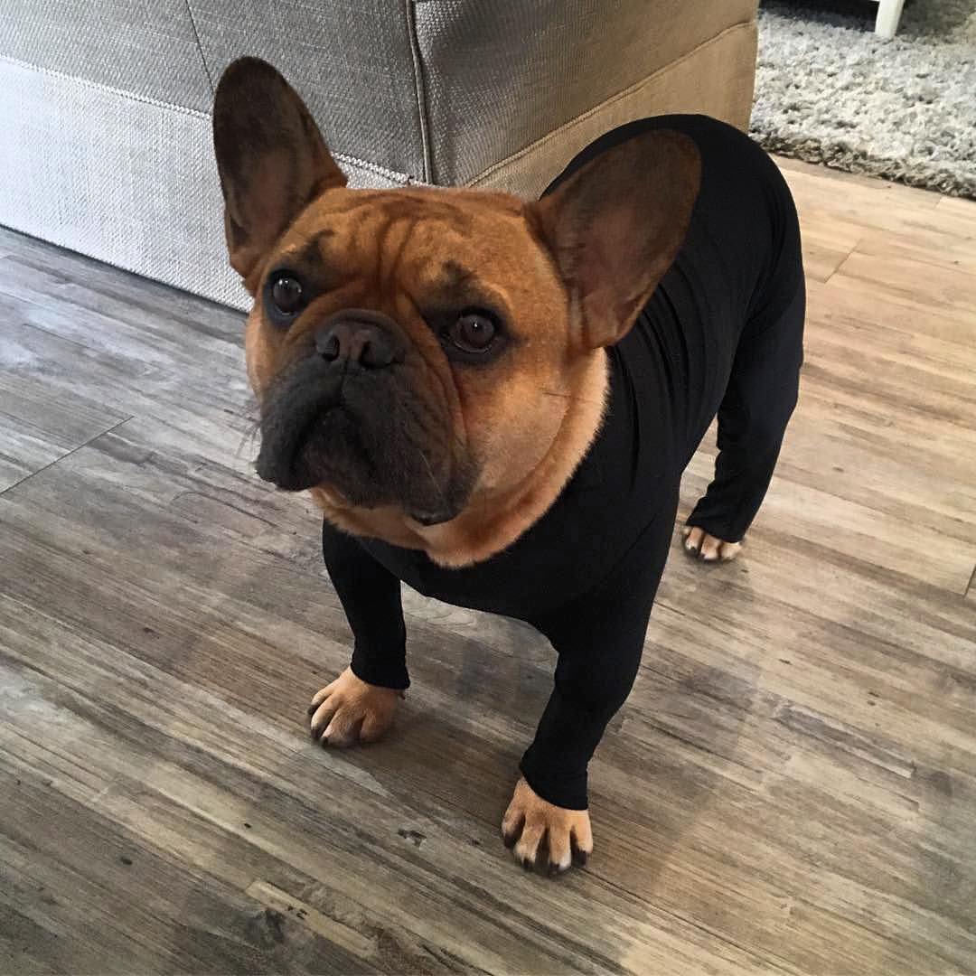 Shed Defender Dog Onesie prevents dogs from shedding all over your house - Dog onesie dog cone alternative
