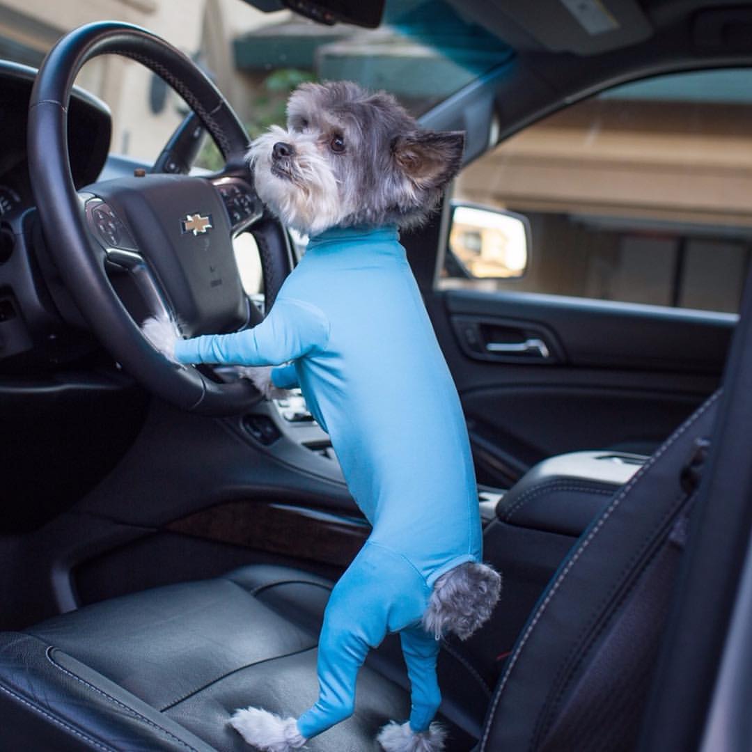 Shed Defender Dog Onesie prevents dogs from shedding all over your house - Dog onesie dog cone alternative
