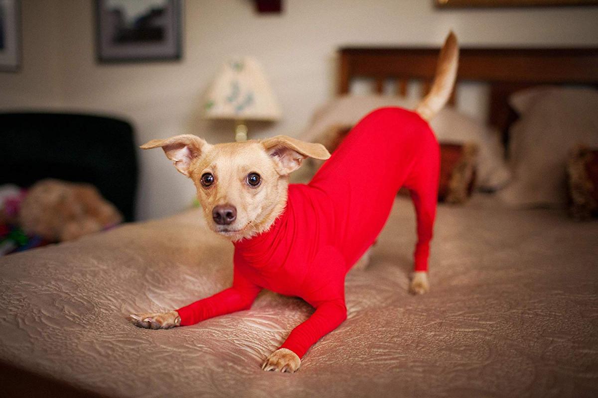 Shed Defender Dog Onesie prevents dogs from shedding all over your house - Dog onesie dog cone alternative