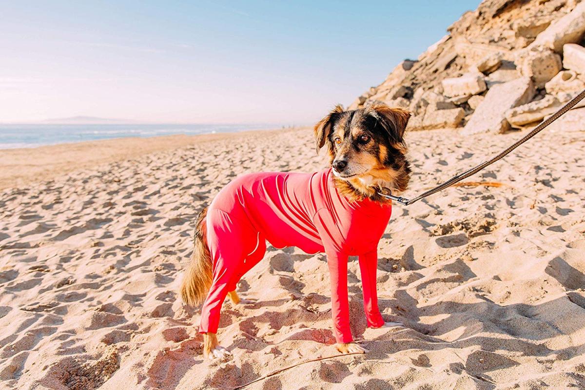 Shed Defender Dog Onesie prevents dogs from shedding all over your house - Dog onesie dog cone alternative