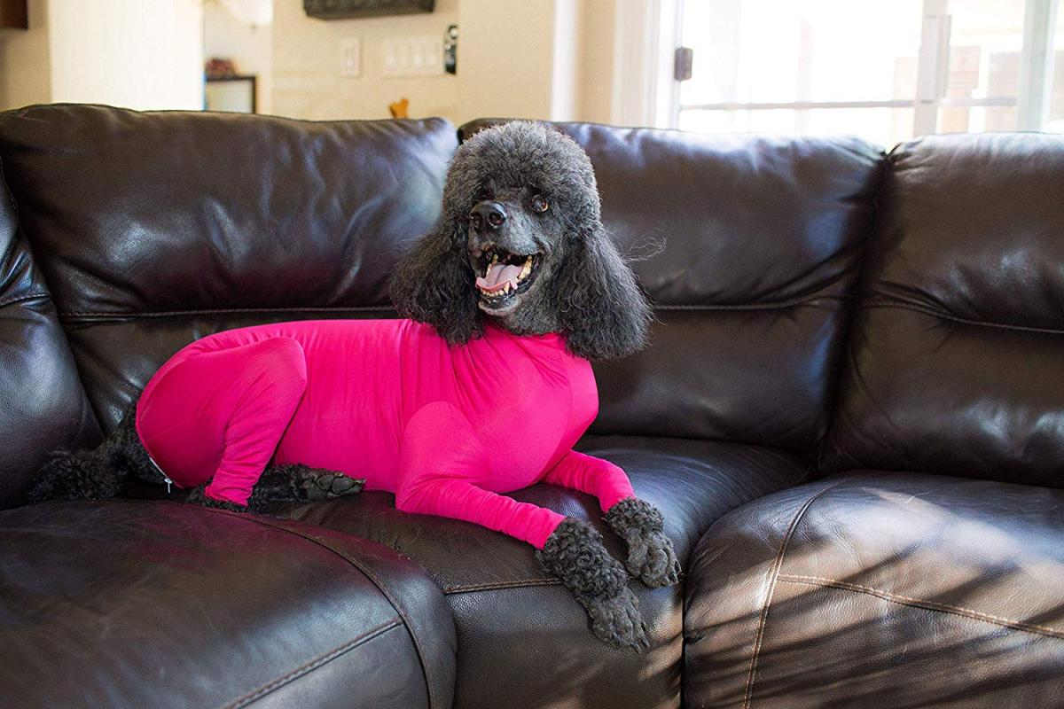 Shed Defender Dog Onesie prevents dogs from shedding all over your house - Dog onesie dog cone alternative