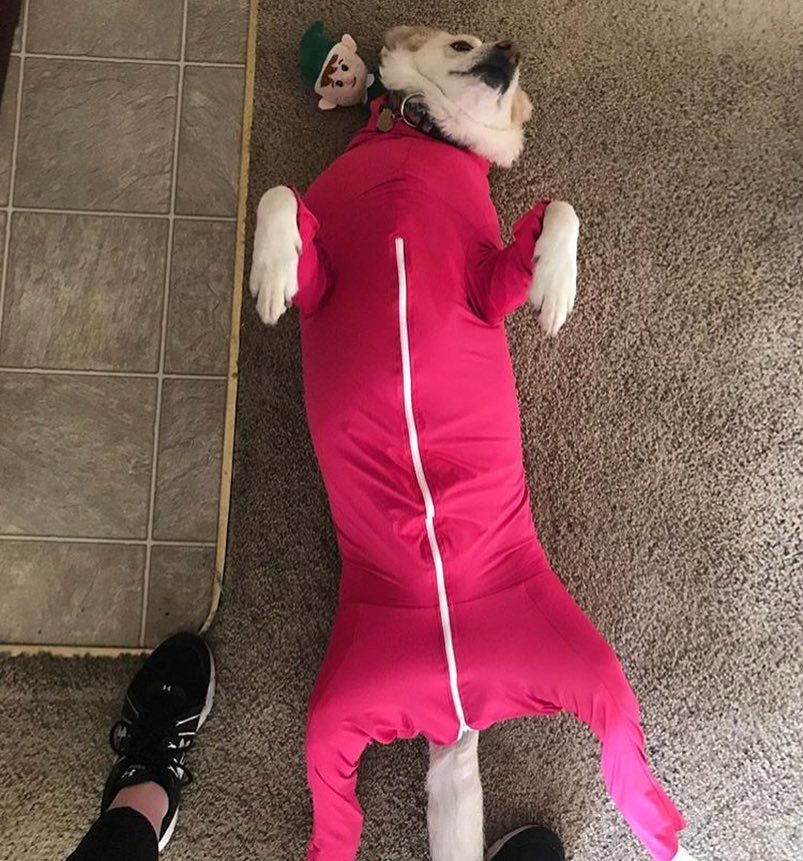 Shed Defender Dog Onesie prevents dogs from shedding all over your house - Dog onesie dog cone alternative