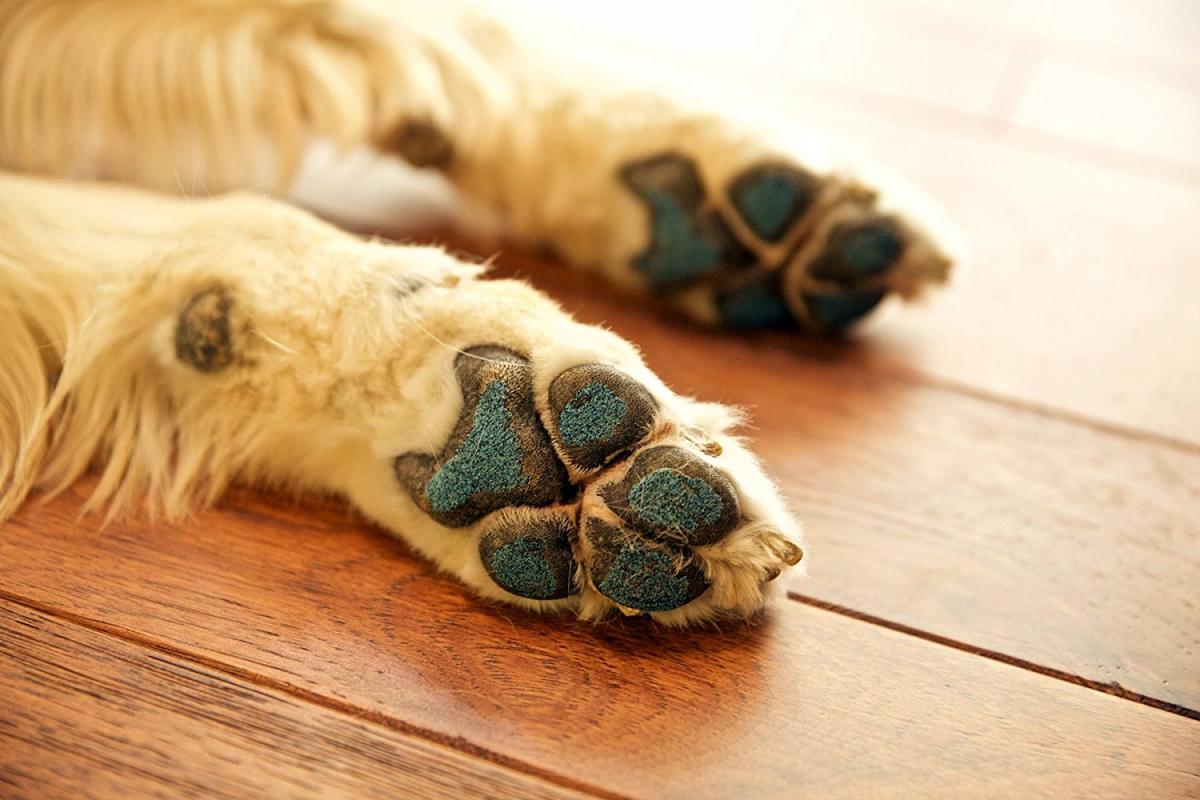 Dog Pad Grips - Sticky granular dog pad grips