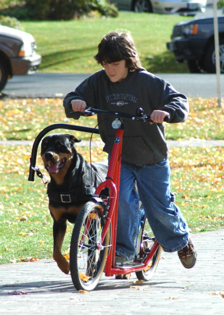 Dog Powered Scooters - Bicycle Dog Sledding - Road dog sledding scooter