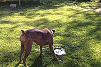 Dog Push Pedal Water Fountain - Doggie Fountain