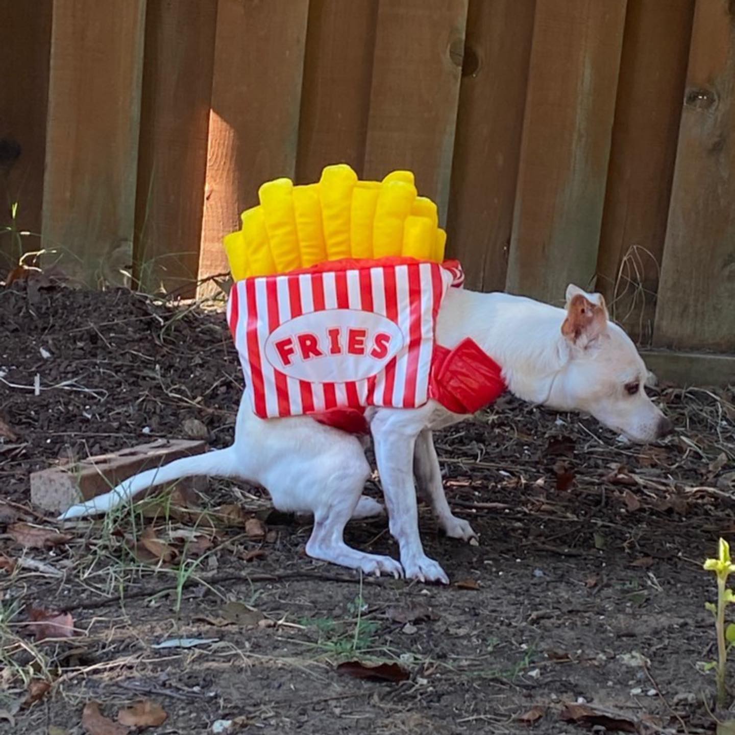 Dogs Pooping Calendar 2021 - Pooping Pooches Calendar 2021