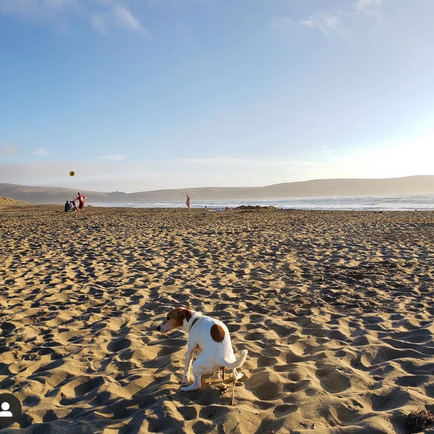 Dogs Pooping Calendar 2021 - Pooping Pooches Calendar 2021