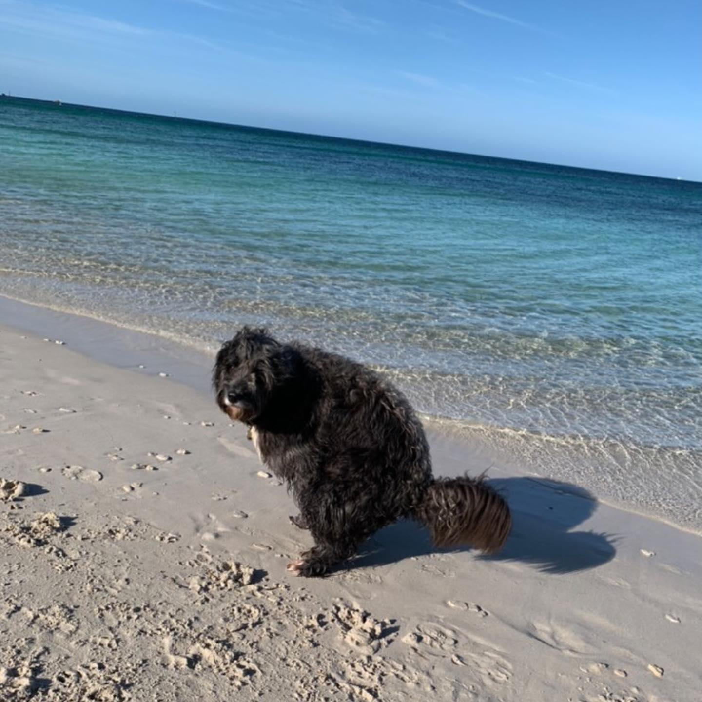 Dogs Pooping Calendar 2021 - Pooping Pooches Calendar 2021