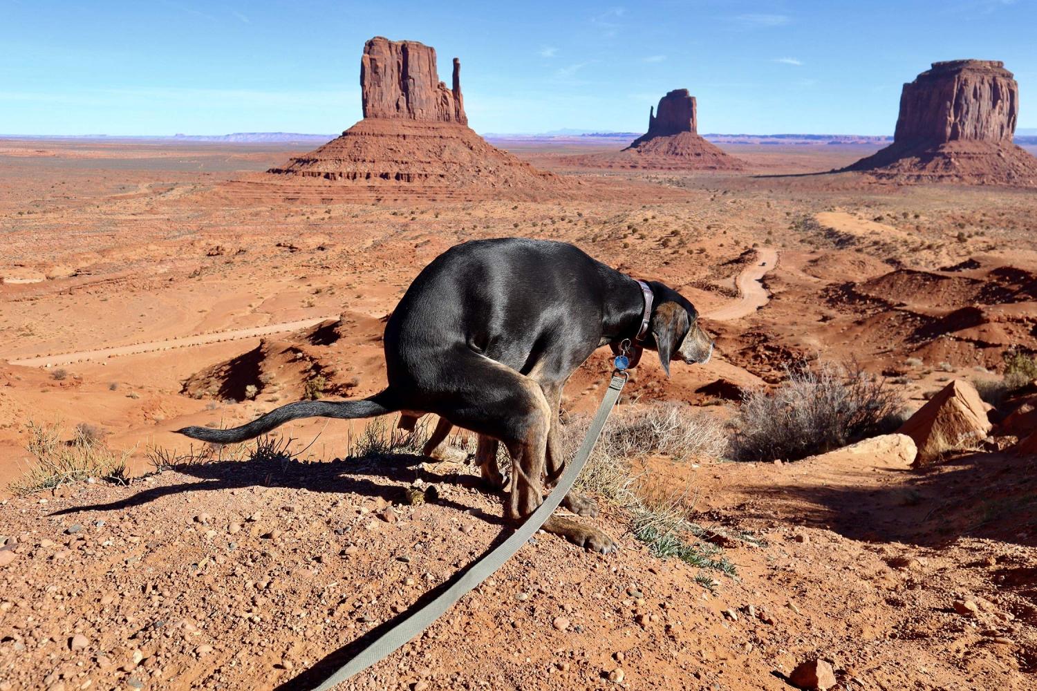 Dogs Pooping Calendar 2021 - Pooping Pooches Calendar 2021