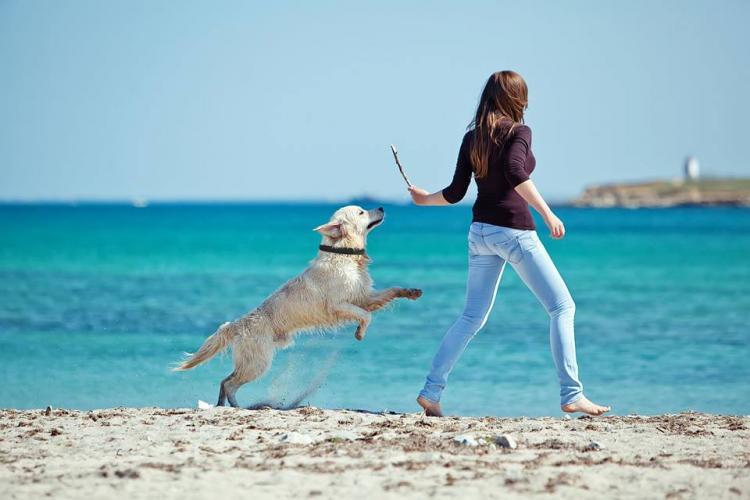 DogTelligent Smart Dog Collar