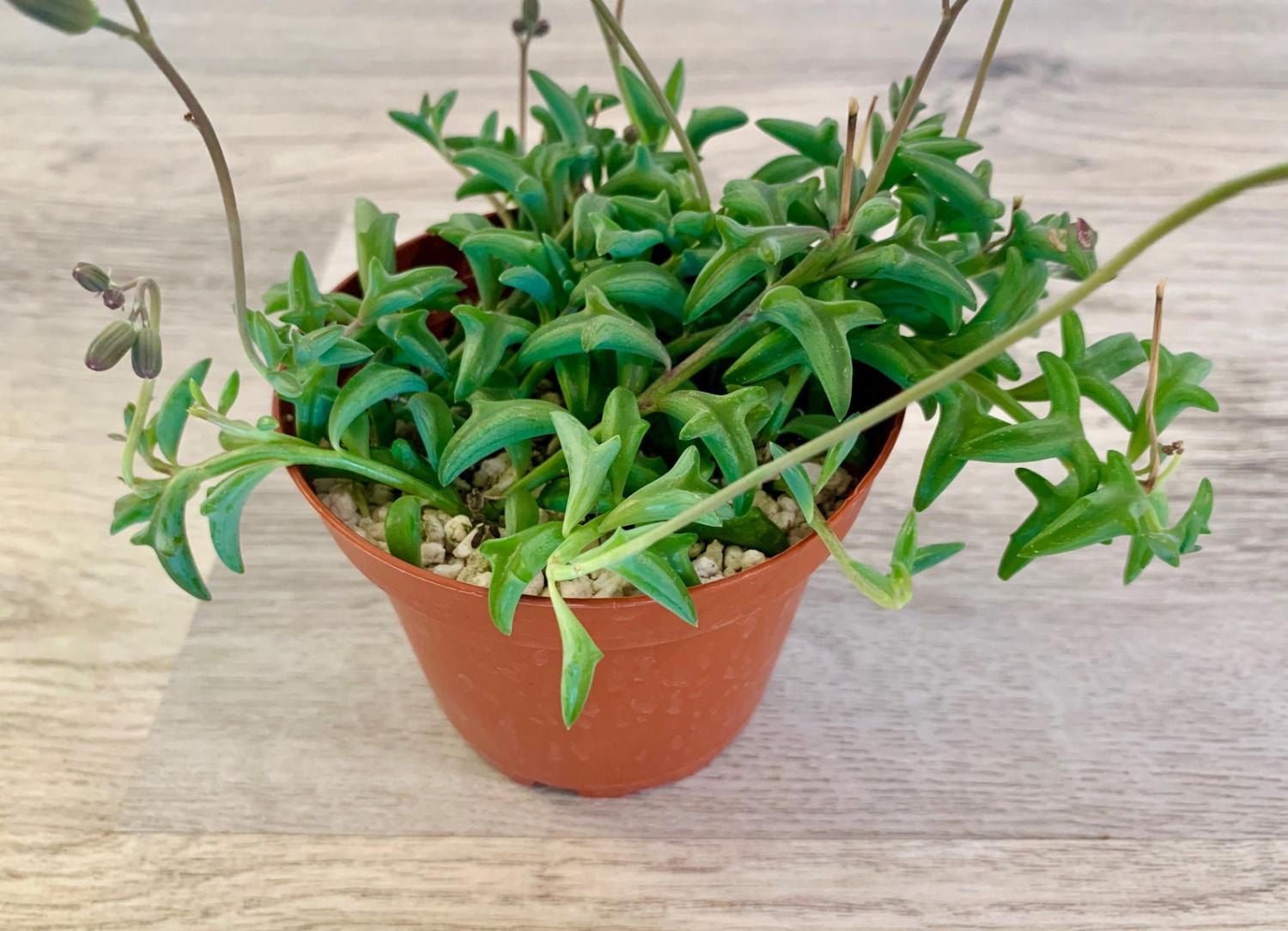 Dolphin Shaped Succulent Plant Senecio Peregrinus