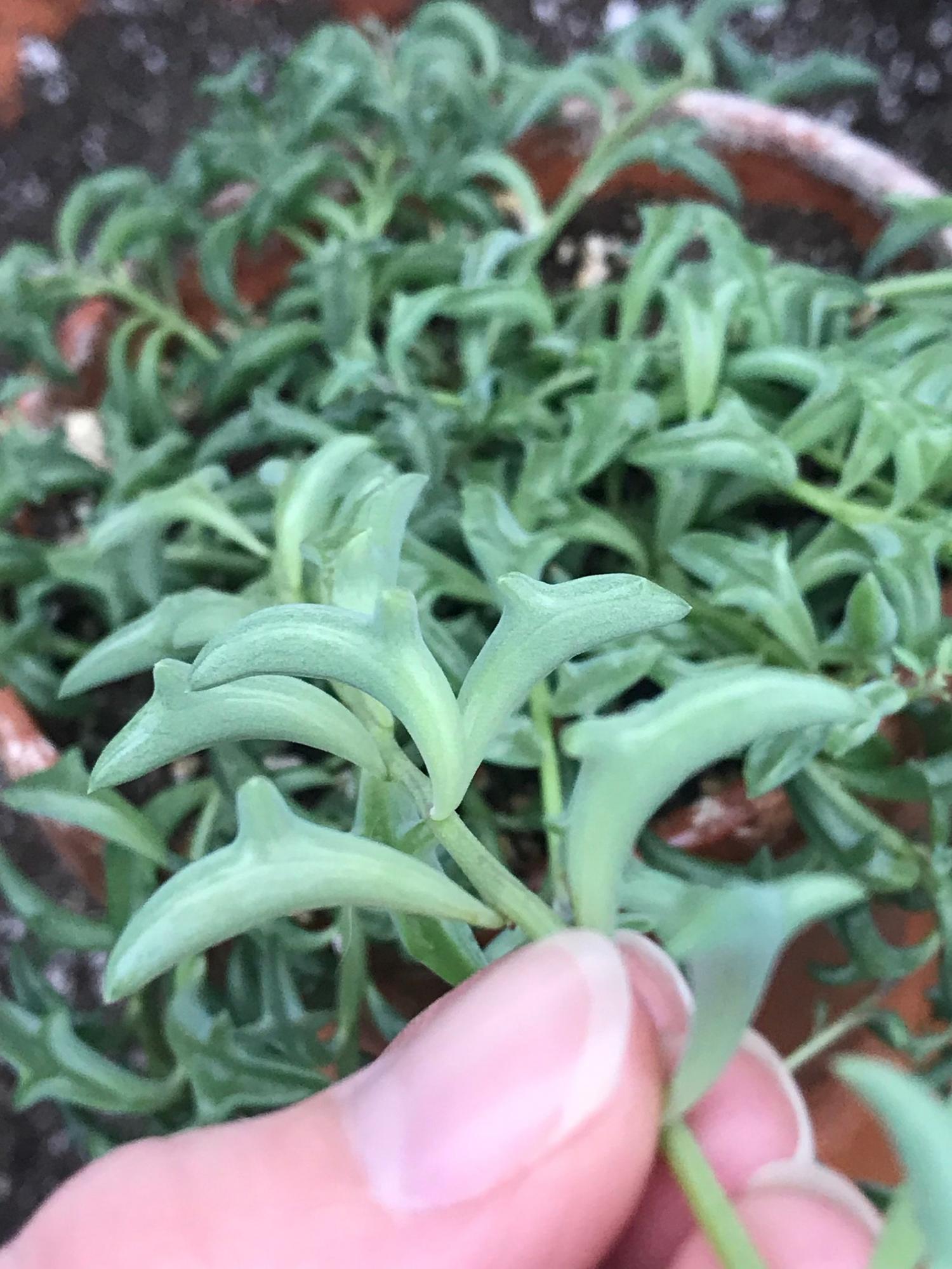 Dolphin Shaped Succulent Plant Senecio Peregrinus