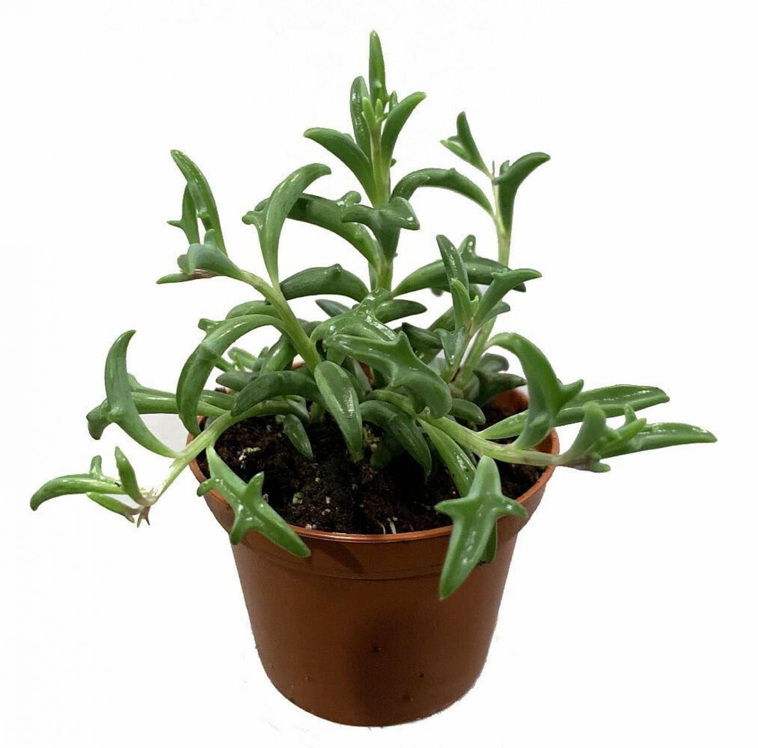 Dolphin Shaped Succulent Plant Senecio Peregrinus