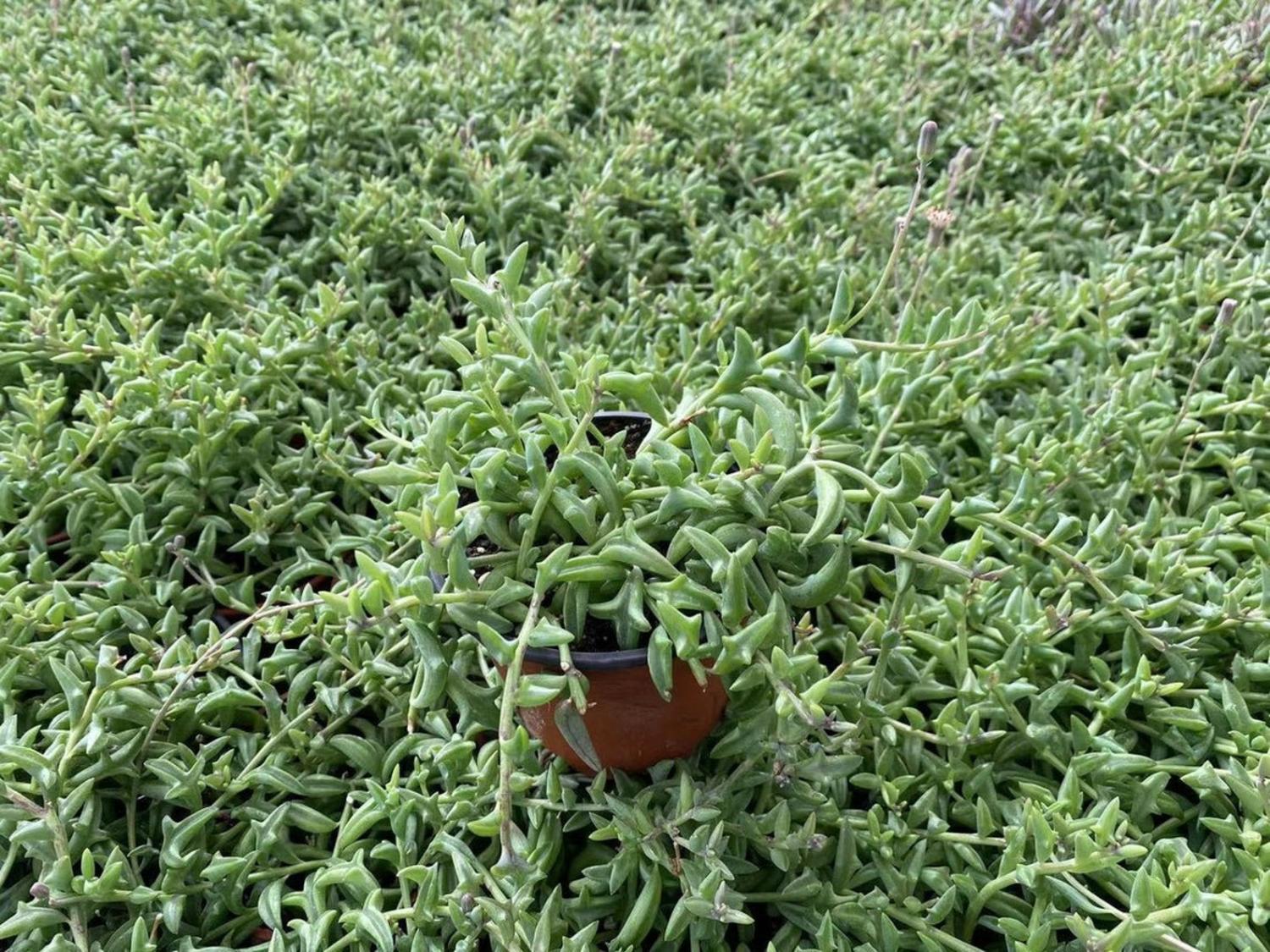 Dolphin Shaped Succulent Plant Senecio Peregrinus