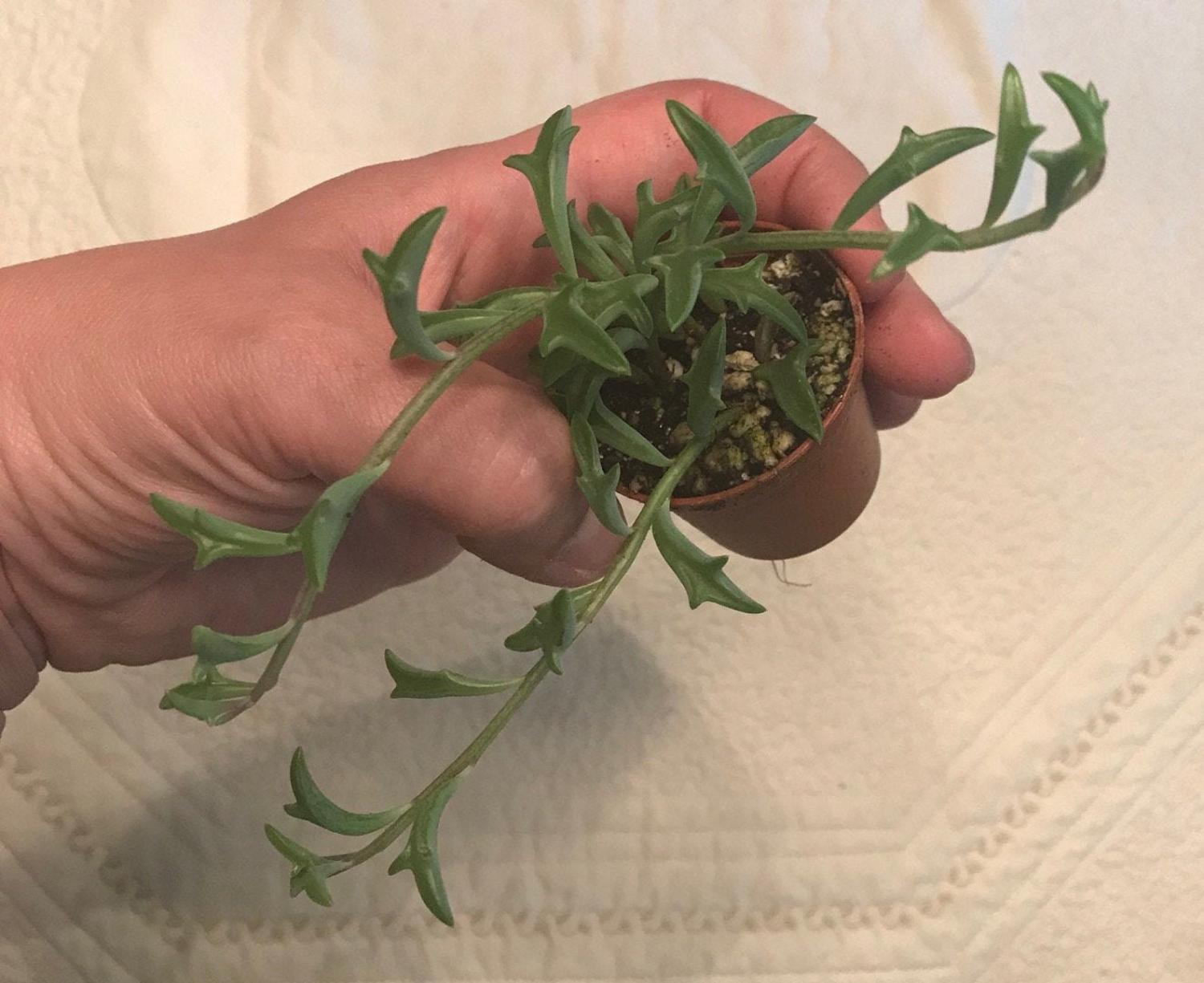 Dolphin Shaped Succulent Plant Senecio Peregrinus