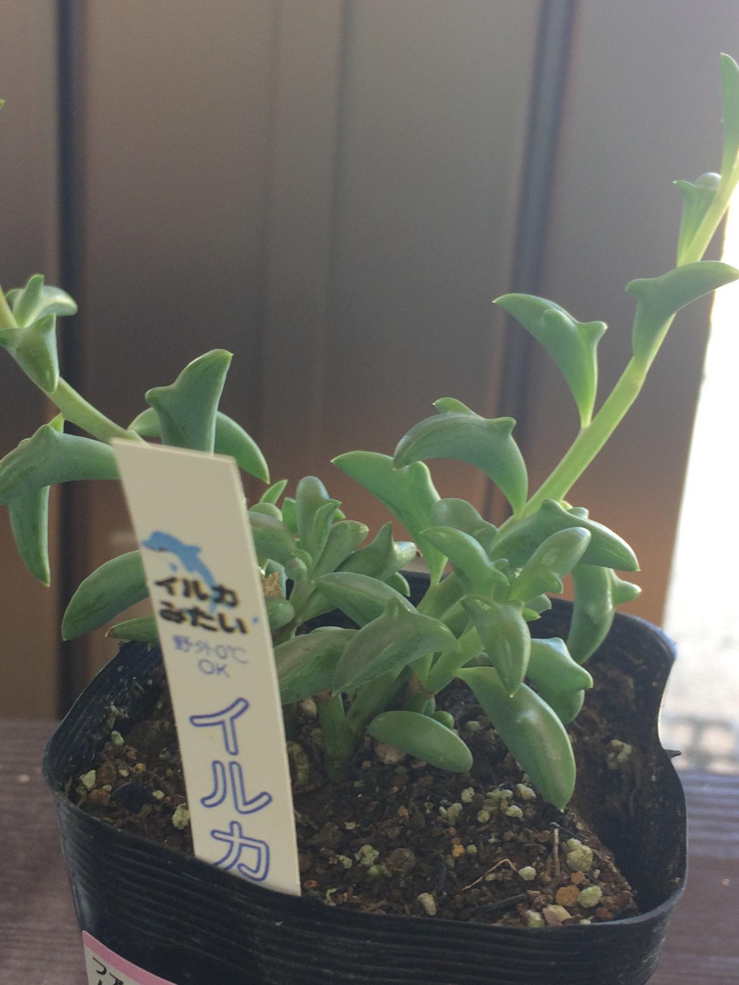 Dolphin Shaped Succulent Plant Senecio Peregrinus