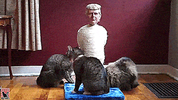 Donald Trump Cat Scratcher Post