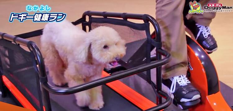 Dual Dog Exercise Treadmill and Exercise Bike Lets You Exercise With Your Dog Indoors - Dog treadmill