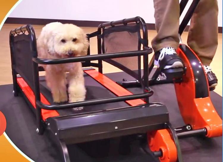 Dual Dog Exercise Treadmill and Exercise Bike Lets You Exercise With Your Dog Indoors - Dog treadmill